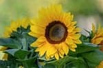 Sunflower Flower Yellow