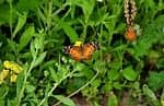 Butterfly Nature Insect