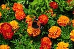 Butterfly Flowers Summer