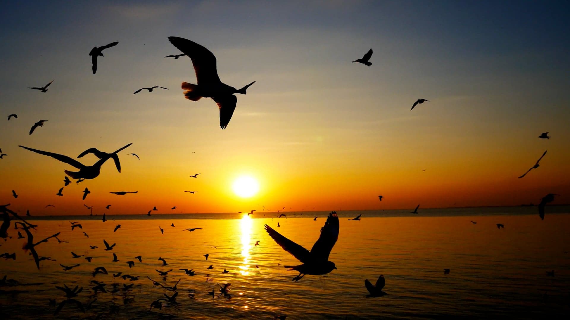 Sea Ocean Seagulls