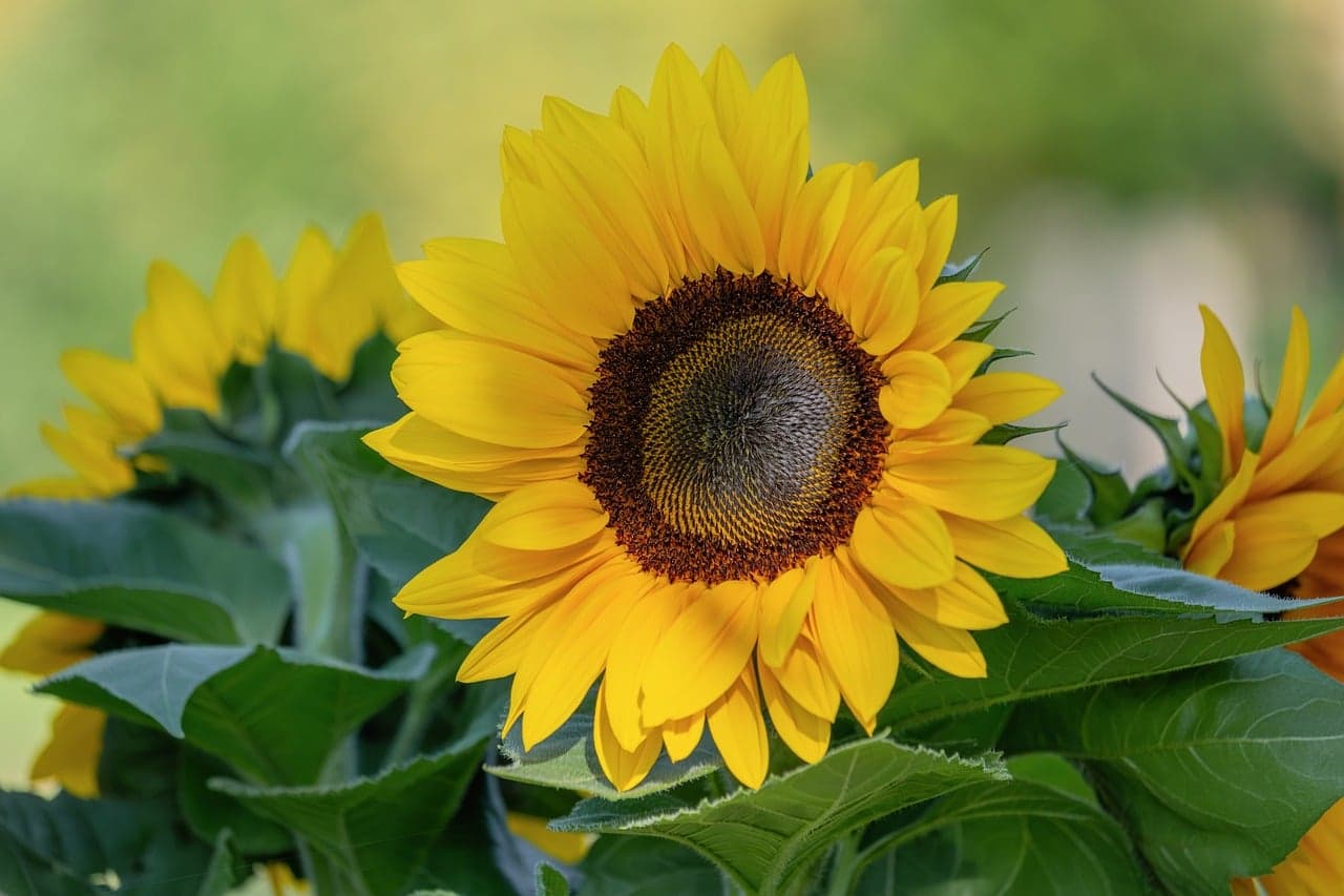 Sunflower Flower Yellow
