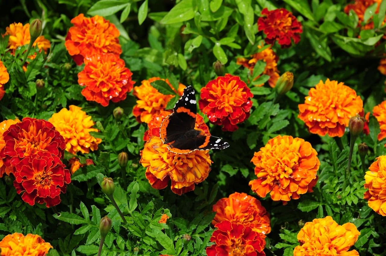 Butterfly Flowers Summer